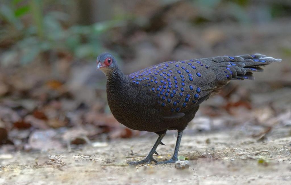 Vietnam 29 mars 11 april 2020 fågelresa med Carl-Axel Bauer Germain s Peacock-Pheasant. Foto: Bao Nguyen Varmt välkommen på AviFaunas resa till Vietnam!