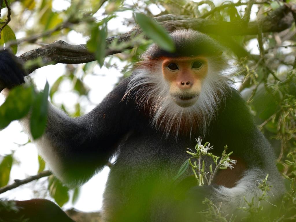 Red-shanked Douc Langur. Foto: Bao Nguyen 9 apr. Morgon och förmiddag i Mang Den-området, Efter lunch kör vi till Tu Mo Rong. Natt i Tu Mo Rong. 10 apr.