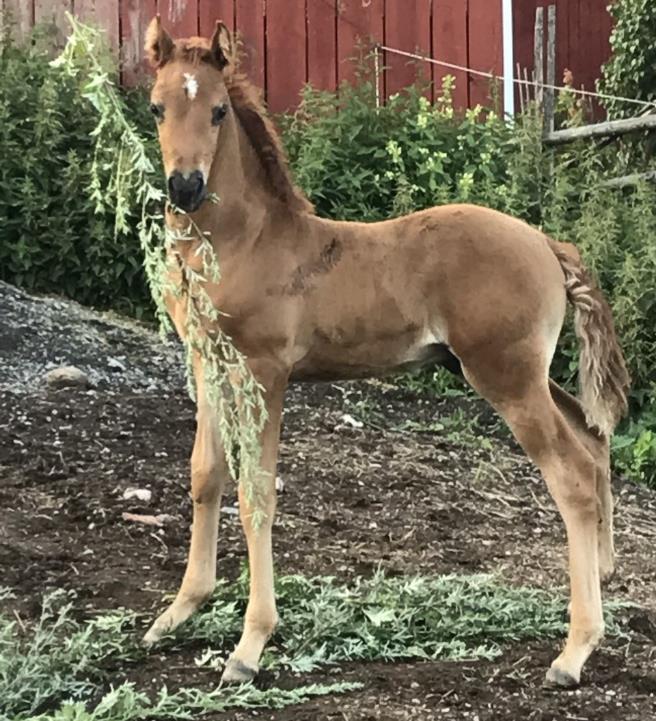 HÄSTAR TILL SALU Rills Maestro the King Katalog nr 59 Hingst född 2019-06-15. Maestro är hanterad dagligen och mkt social o glad kille.