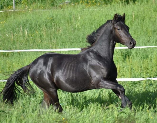 HÄSTAR TILL SALU Annebo Neverending Story Hingst född 2018. e. CFR Country Bling, u. Tangowood's Fire it Up. Om rätt hem dyker upp är denna fantastiska killen till salu.