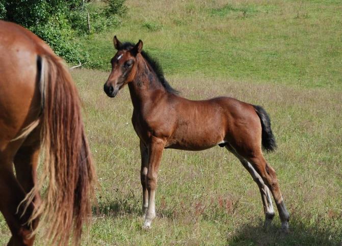 Nemo är fantastiskt trevlig och uppfyller mina drömmar och nu är det dags att han får uppfylla kanske just dina drömmar. Western Working linjer ligger i focus och han har ca 90% foundation blod.