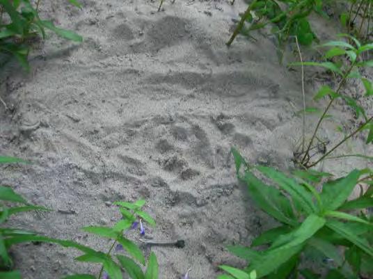 Foto 4. Utterspår i sand.