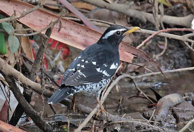 Pied Thrush är en häftig art som häckar sparsamt i västra och centrala Himalaya och övervintrar inom ett begränsat område på Sri Lanka och i södra Indien. Foto: Adventure Birding Sri Lanka 7 dec.