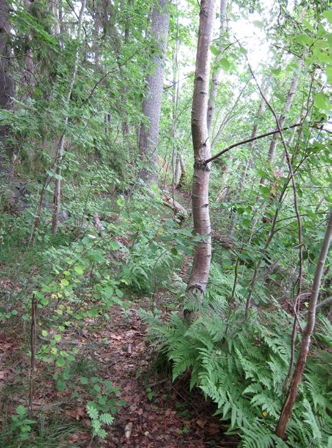 Naturvärden De äldre tallarna, av vilka flera bedöms vara närmare 200 år gamla, hyser den rödlistade reliktbocken att döma av gnaghål i barken.