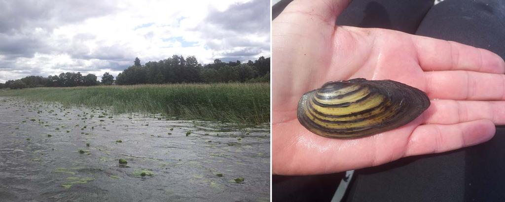 Figur 2. Stranden vid biotop 2 kantades av ett brett bladvassbälte med utanförliggande gles smalkaveldun och flytbladsvegetation.