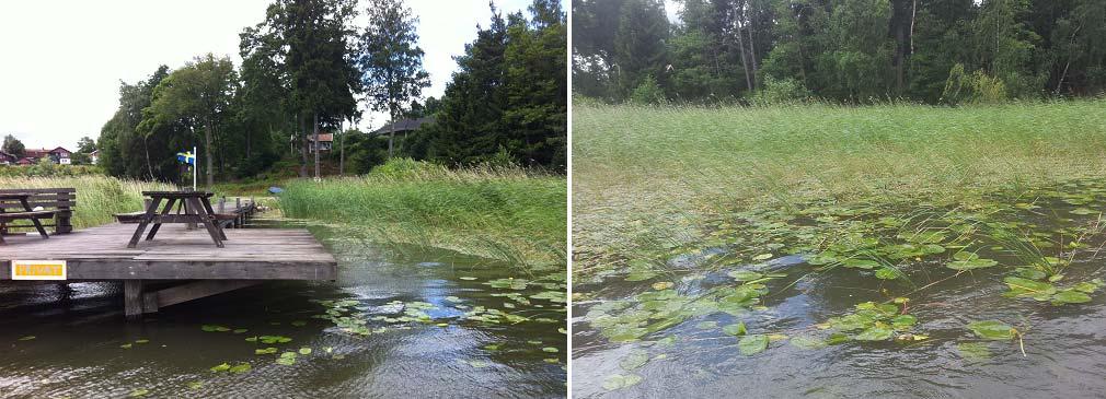 Figur 3. Stranden vid biotop 1 kantades av ett brett bladvassbälte med utanförliggande gles smalkaveldun och flytbladsvegetation.