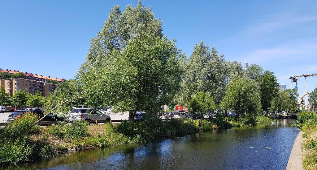 att det fanns en del befintliga träd som skuggade