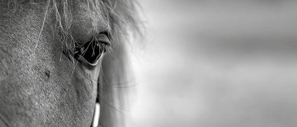 www.worldwidepedigree.com i samarbete med Sweden International Yearlings Sale Varsågod!