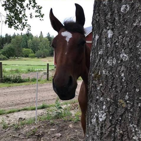 En cross-over studie Equiband does it affect movement symmetry in horses?