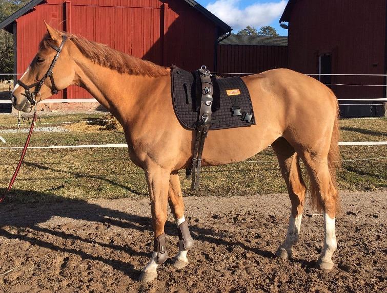 . Figur 7. hästen är utrustad med schabrak och gjord. Foto: Matilda Johansson Del D: Schabrak och gjord togs av så att respektive häst endast var utrustad med träns och Lameness Locatorns sensorer.