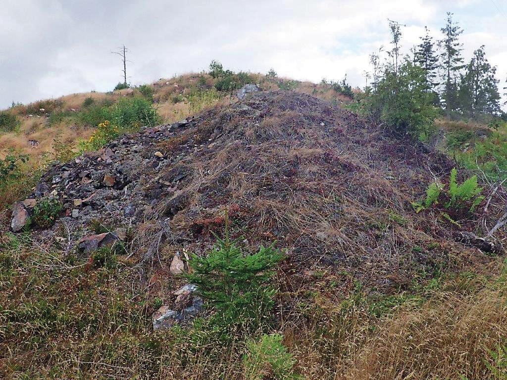Väg 50 mellan Brattebro backe och länsgränsen, arkeologisk utredning etapp 1 Figur 5. Delvis övertorvad varphög med skrotsten i gruvområdet vid Dala gruva (objekt 6, RAÄ-nr Hammar 229:1).