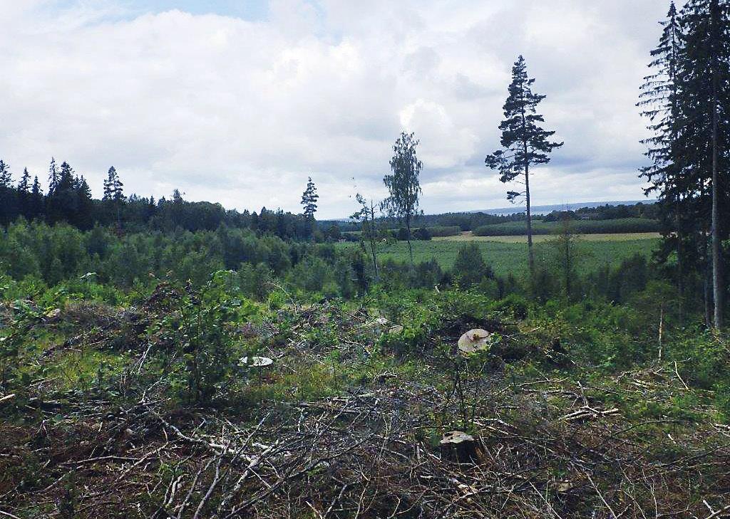 Väg 50 mellan Brattebro backe och länsgränsen, arkeologisk utredning etapp 1 Figur 6. Vy över avsatsen eller platån med det möjliga boplatsläget, objekt 12, i förgrunden. I bilden syns även Vättern.