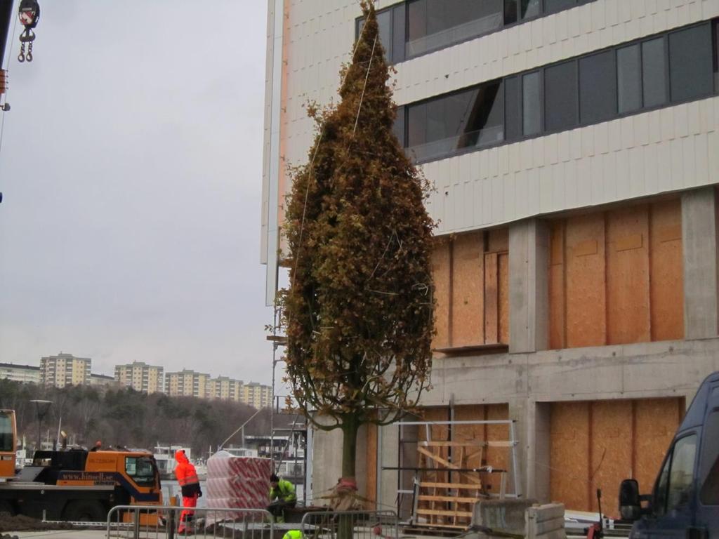 Nedan visas en ek med en stamomkrets på mellan 60-70 cm som planteras på Moa Martinssons plats i Stockholm (Figur 4) Figur 4.