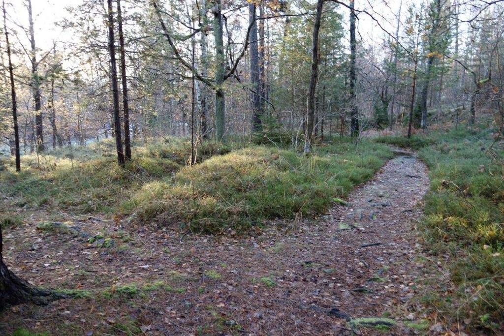 Figu r 2. Foto taget söderut i skogsom rådet som ska exploateras (Johanna Ardland Bojvall, 2012-10- 31). Avrinningen sker naturligt över naturmark i väst-östlig riktning.