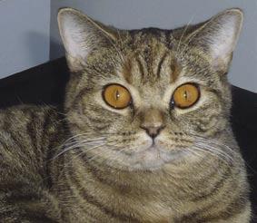 S*Applecat Ronja, svartsköldpaddspotted, 255 p. (bild ovan) Ägare: Peter Hulthenius 2.