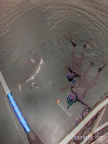 Det finns många olika typer av fiskar i området utöver laxen som hajarna har som föda likt öring, sill, sardiner, torsk och makrill. Hur går det Ell?