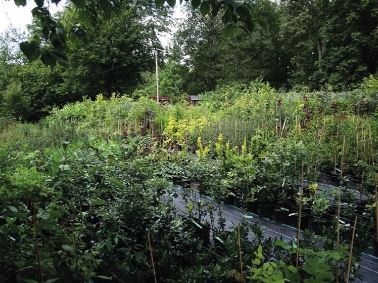 Där driver de en liten plantskola som leverar magnolior, azaleor, japanska lönnar, trädpioner, bambu och liknande läckerheter till trädgårdsbutiker runt om i landet.