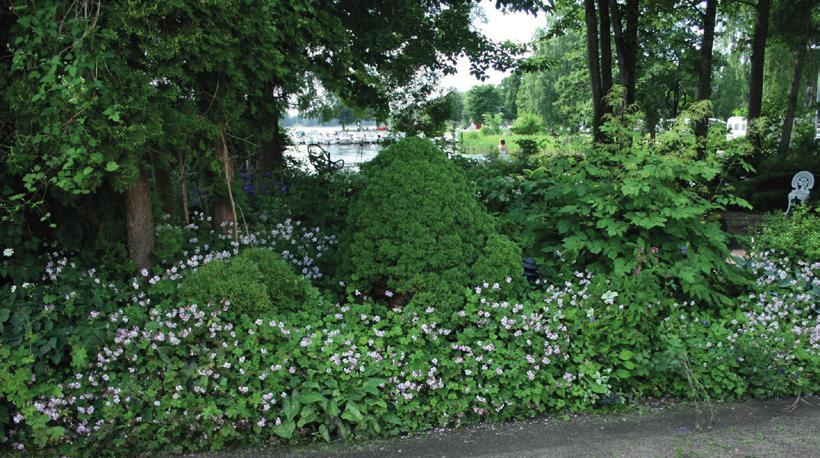 Lördag 10 augusti. Resa Söderfors Trädgård, Orangeriträdgården Österbybruk, Kröns Trädgård och Senneby Trädgård. Vi börjar dagen i Söderfors i gamla handelsträdgården invid Dalälvens strand.