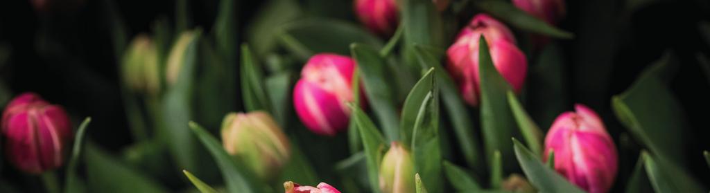 bindande, senast den 18 mars till Sylvia Sundin, e-mail 57sundin@telia.com eller tfn 070-045 05 76.