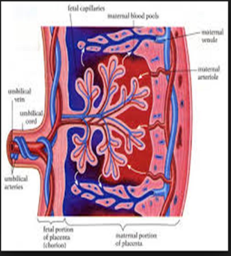 Varje värk ett potentiellt hot mot placentacirkulationen Om intrauterina trycket > 30 mmhg stoppas tillfälligt placentablodflödet och gasutbytet