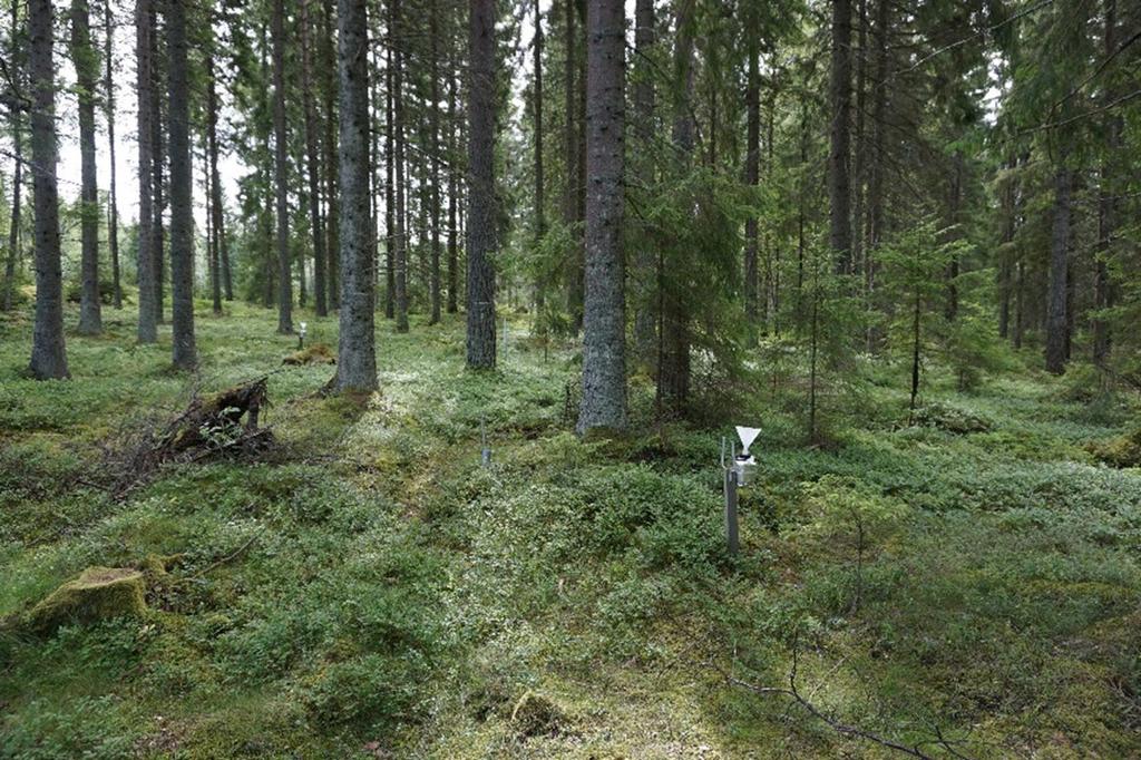 Stora Ek (R 09) Yta med granskog, planterad 1941, med ståndortsindex G30, där mätningarna av deposition och markvattenkemi påbörjades hösten 1995.