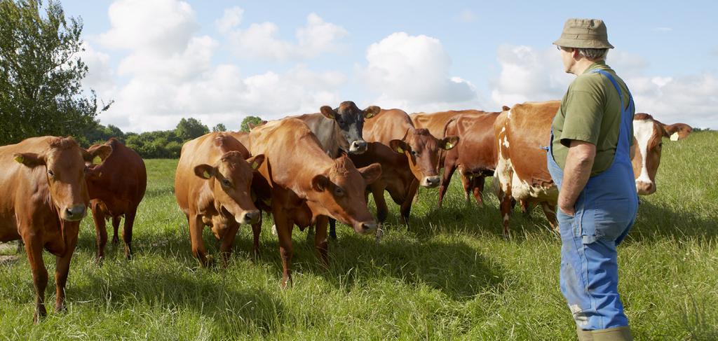 Innehåll Som ett ledande internationellt mejerikooperativ med 9 957 ägare banar vi väg för en mer hållbar mejeriindustri: både med hjälp av vårt förändringsprogram Calcium och vårt globala klimatmål,