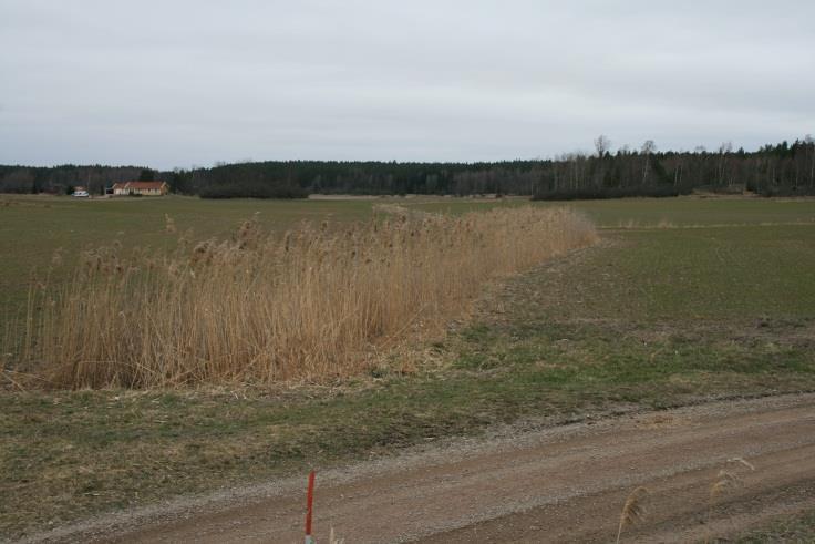 Underhåll av öppna diken Inte självklart hur det påverkar