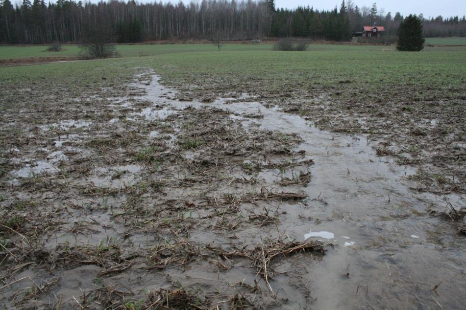Ytavrinning - fosfor Dåligt fungerande diken mot skogen Vatten strömmar ut över