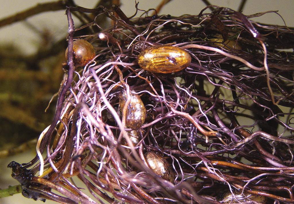 Håkan Ljungberg, Stig Lundberg & Hans-Erik Wanntorp Figur 1. Kokonger av Macroplea appendiculata i rotsystemet av hårslinga Myriophyllum alterniflorum.
