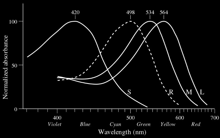 Figur 1.1. Schematisk bild över tapparnas känslighet S, M respektive L. R motsvarar stavarnas känslighet för ljus (Wikimedia, Creative Commons license).