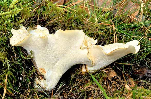 svart trumpetsvamp Craterellus cornucopioides på en sådan plats som svampböcker beskriver att den skall växa på, alltså med ek och under hassel.