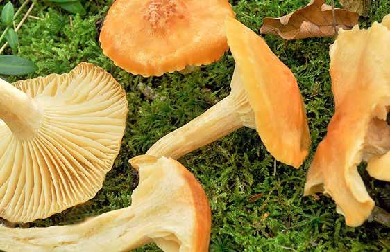 Artpresentation Lundvaxskivling Hygrophorus nemoreus (NT) Lundvaxskivling påminner mycket om ängsvaxskivling men är vanligtvis större och köttigare och hatten är något fibrig och torr.