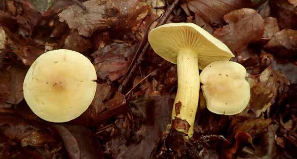 Svavelmusseron Tricholoma sulphureum Chlorophyllum rachodes, som nog inte in samlades, och en del kremlor, bland annat violfotskremla Russula violeipes, rödfotad läderkremla Russula olivacea och