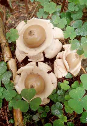 Ett fynd som väckte intresse var igelkottröksvamp Lycoperdon echinatum som åldrats betydligt på den dryga vecka som gått sedan min förexkursion. En del spindelskivlingar noterades bl.a. strumpspindling Cortinarius torvus, myrspindling Cortinarius scaurus och björkspindling Cortinarius anomalus.