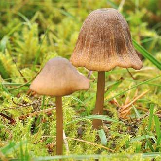 Ekriska Lactarius quietus, svavelmusseron Tricholoma sulphureus, ametistskivling Laccaria amethysthina, grön trattskivling Clitocybe odora, rosa rättikhätta Mycena rosea och rättikmusseron T.
