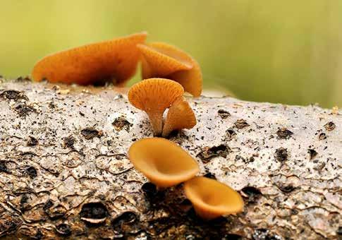 besök är ett mycket bra resultat och värda att nämna är sepiavaxskivling Neohygrocybe ovina (VU), strålvaxskivling Hygrocybe radiata (VU), praktvaxskivling H.