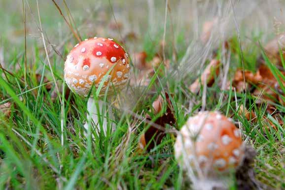Lördag 17 mars, Nedre Bjärlången vid Bjärnum. Nyckelbiotop och Natura 2000-område med äldre bok, ek och avenbok. Området har värdefull epifytflora. Samling vid Norra Åkarps kyrka i Bjärnum.