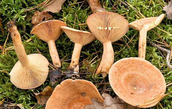 Svamprapport från några lokaler i Småland, Ankarsrum, Bruksparken, 3 oktober 2017 Text och bild: Susanne Hernqvist och Jan Svensson Vi funderade länge över om vi skulle delta i mykologiveckan på
