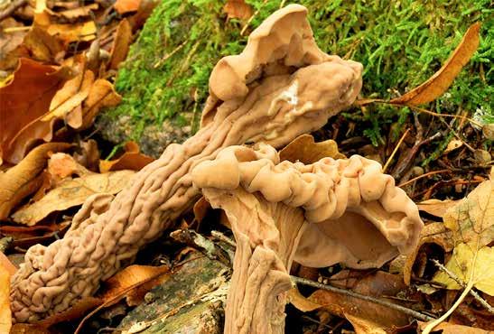 Ovan; Stor klubbsvamp Clavariadelphus pistil laris Området vi riktade in oss på heter Bruksparken, ett parkområde samt en udde med mer eller mindre vildvuxen blandskog med ädellöv som ek, alm och