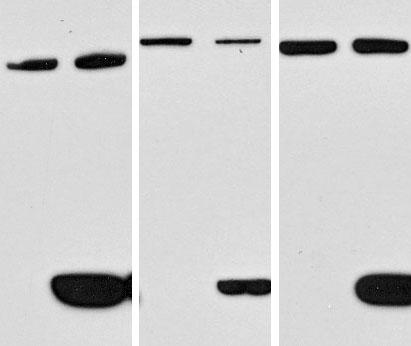 Figure S4 a Myc :