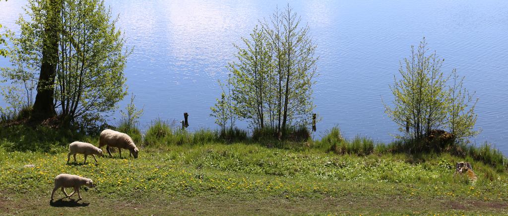 Handlingsplan för Skara kommuns landsbygdsstrategi 2019-2020 Skara kommun har tagit fram en landsbygdsstrategi för att visa på hela kommunens betydelse för framtiden.