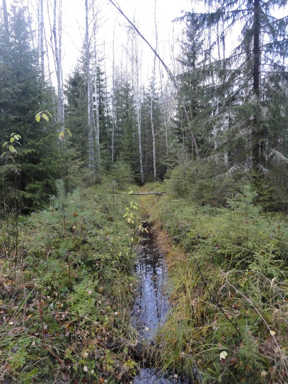 Examensarbeten 2018:3 Fakulteten för skogsvetenskap Institutionen för skogens ekologi och skötsel Forest Drainage Effects on Tree Growth in Northern