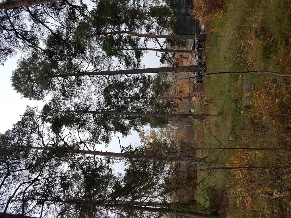 Skogen är talldominerad där de högst belägna delarna intas av gles hällmarksskog. Tallskogarna är som regel påtagligt gamla med mycket lång kontinuitet.