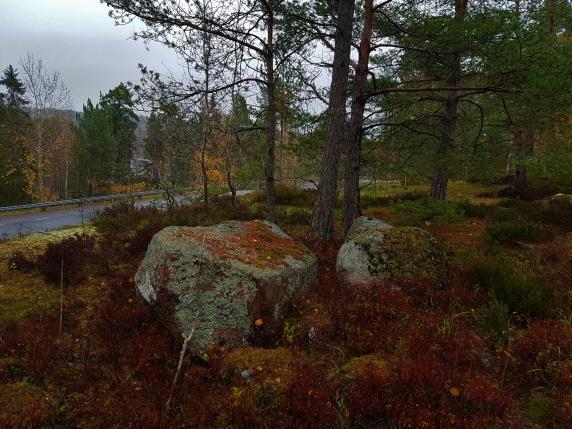 DELOMRÅDE 1 Naturvärdesobjekt 1 Objekt-ID Kraftledningsstråket 1 Inventeringsdatum 2018-11-06 Biotoper Tallskog Naturtyper Skog och träd Naturvärdesklass 4 Inventerare Ola Hammarström, Fredrik