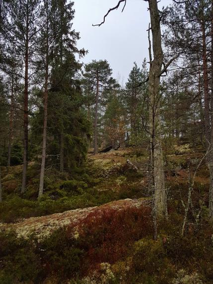 DELOMRÅDE 2 Naturvärdesobjekt 2 Objekt-ID Kraftledningsstråket 2 Inventeringsdatum 2018-11-06 Biotoper Hällmarksskog Naturtyper Skog och träd Naturvärdesklass 3 Inventerare Ola Hammarström, Fredrik
