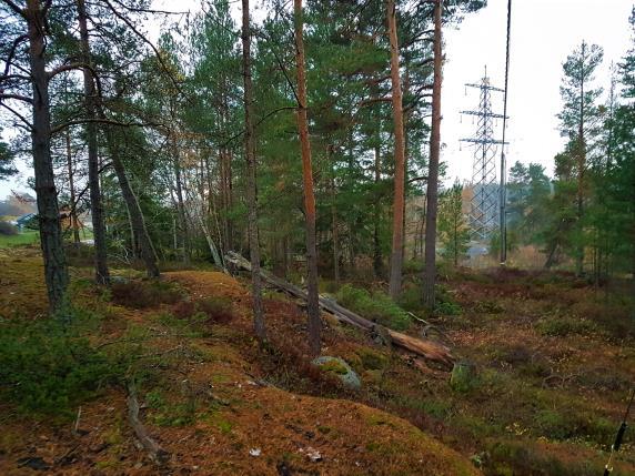 Naturvärdesobjekt 5 Objekt-ID Kraftledningsstråket 5 Inventeringsdatum 2018-11-06 Biotoper Tallskog Naturtyper Skog och träd Naturvärdesklass 4 Inventerare Ola Hammarström, Fredrik Larsson & Tomas