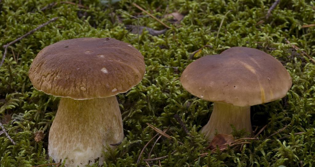 nu Öppettider: Tis fre 9 17, lör sön och skollov 11 17 Kartlänk till samlingsplatsen för varje aktivitet hittar du i kalendern på Biotopias hemsida.