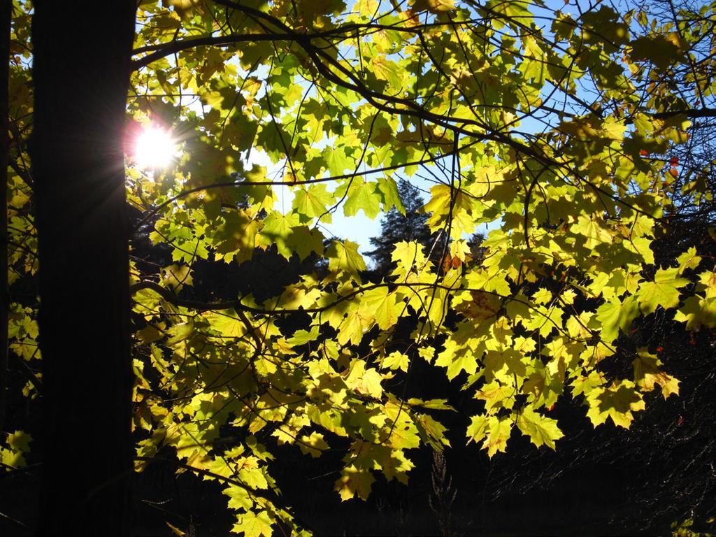 bort växtlighet som hotar att kväva korskovallbeståndet. Ta gärna med lie och räfsa (om du har) samt fika och arbetshandskar. Kläder efter väder. Arrangör: Håbo naturskyddsförening 5.