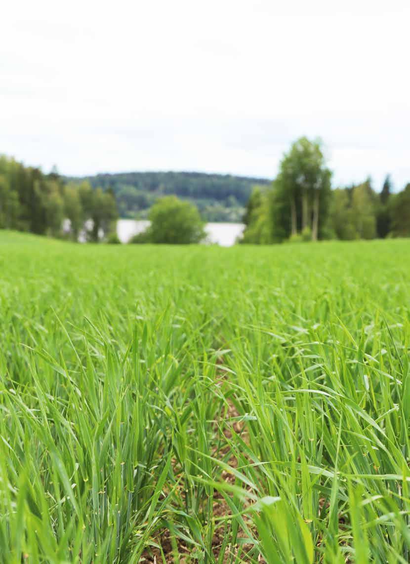 FINLANDS ÅKRAR BEHÖVER KALK... FINLAND ÄR ETT SURT LAND. MÅLET ÄR ETT ph PÅ 6,5 I MINERAL- OCH LERJORDAR.