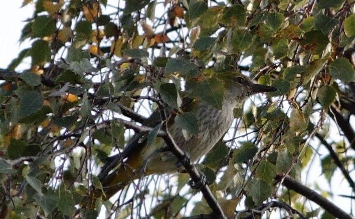 dock märkas. Stjärtmesar uppträdde invasionsartat under senhösten. 396 märkta fåglar är en ganska kraftig invasion men ändå inte i närheten av toppåren.